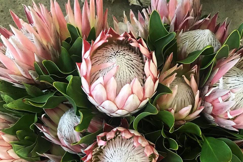 These beautiful King Protea add flare to any design!