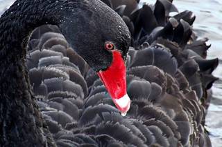 BLACKswan Beauty