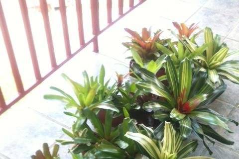 Plantas Tropicales by Gloria