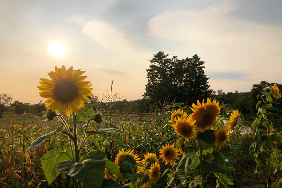 Sunflowers on the Farm