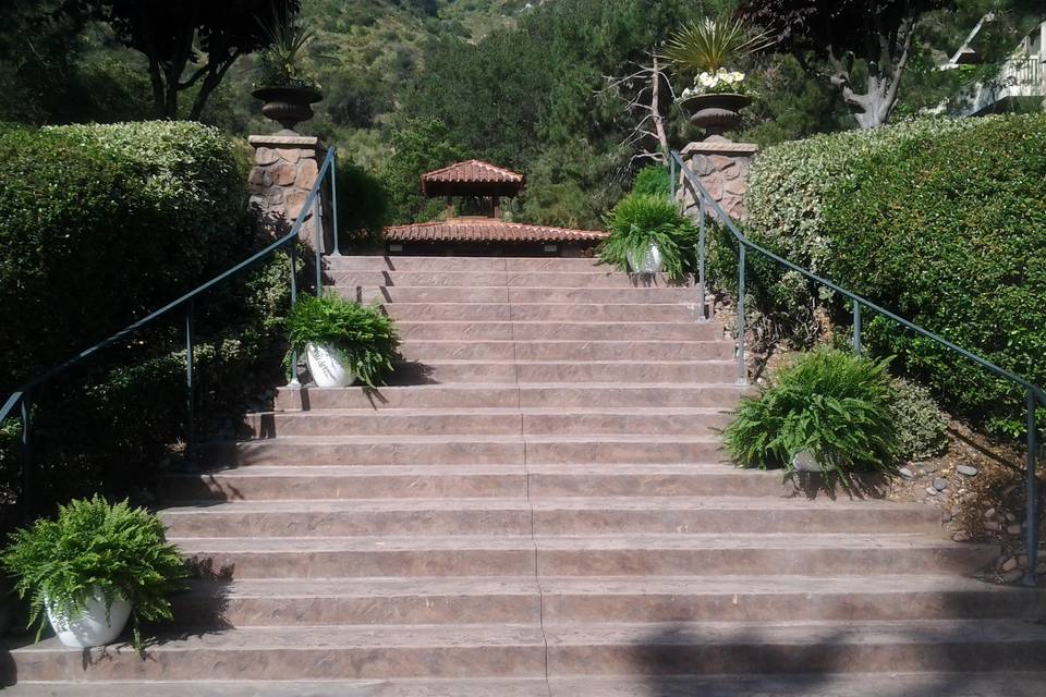 Ferns leading to ceremony