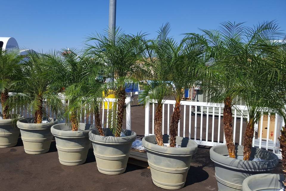 San Diego Plant Rentals