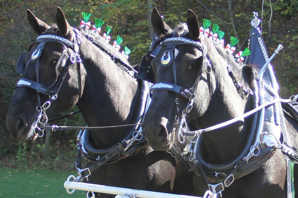 JK Percherons - Horse Drawn Carriage Service