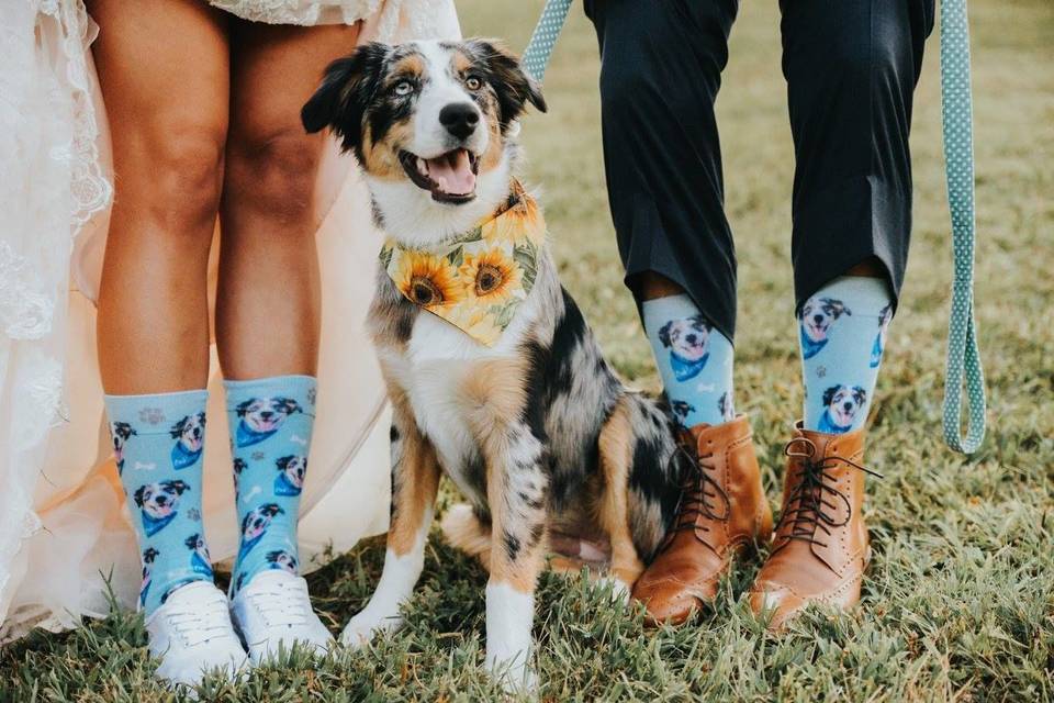 Newlyweds' socks and dog