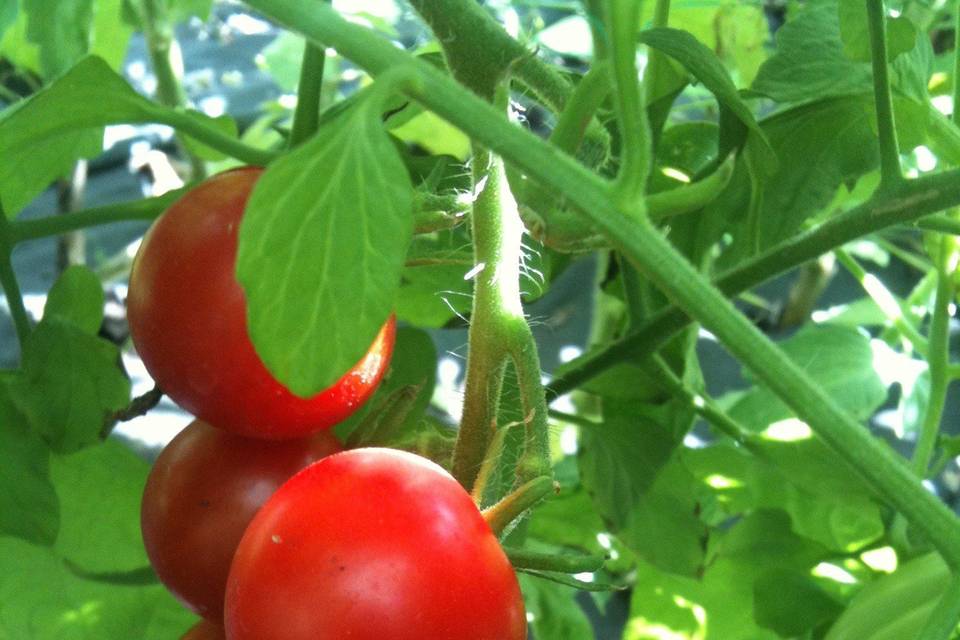 Sweet 100's mini cherry toms, from our micro farm