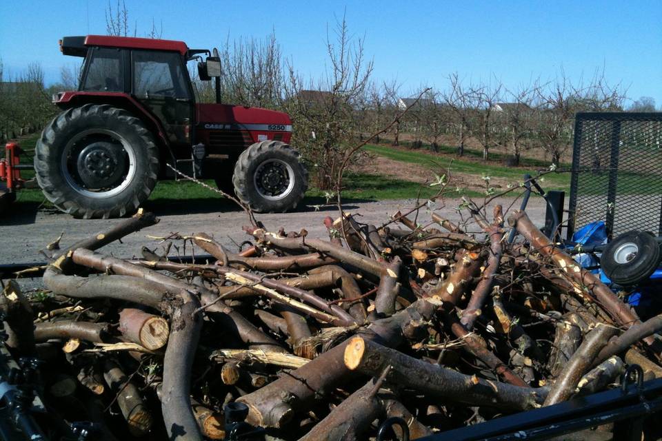 Harvesting Apple Wood