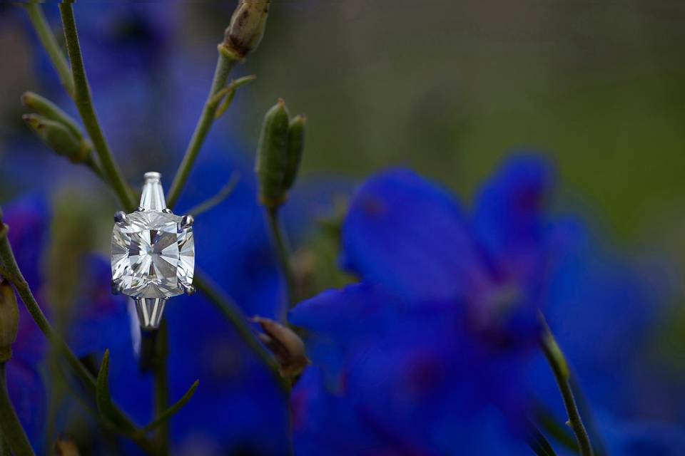 The ring - Ron B. Wilson Photography, Inc