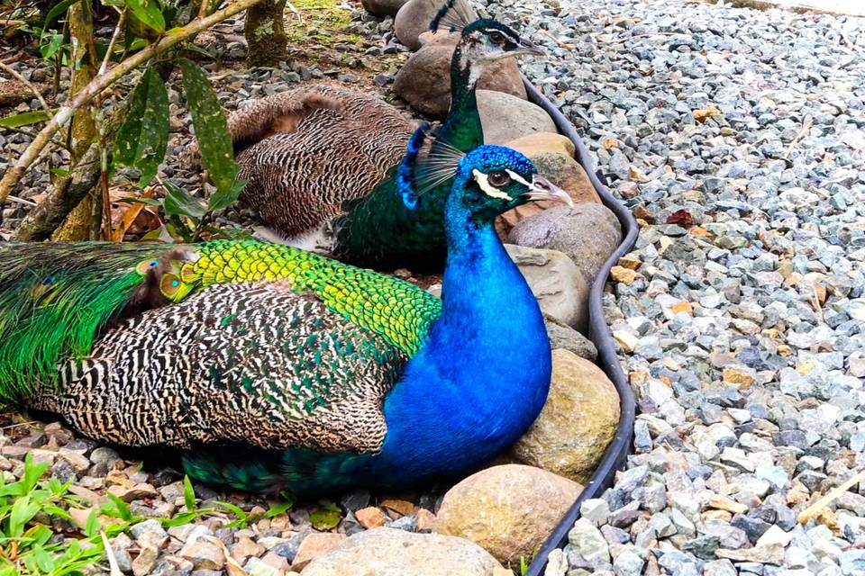 Our peacock flock posing