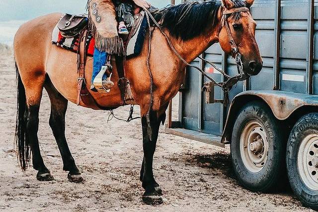 Family cattle drive in Wyoming