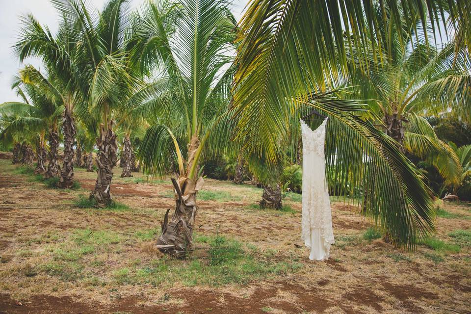 Punakea Palms