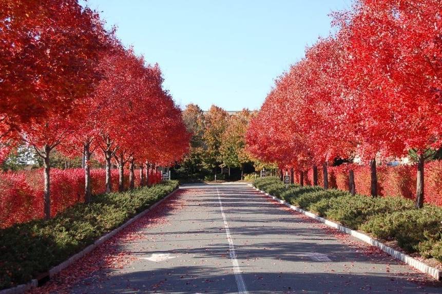 Trees in the fall