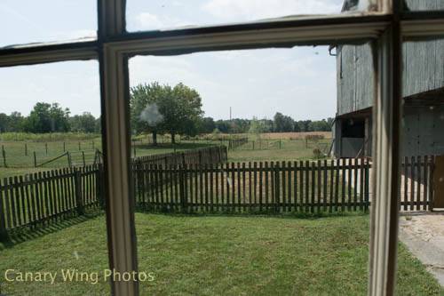 a view from the hen house