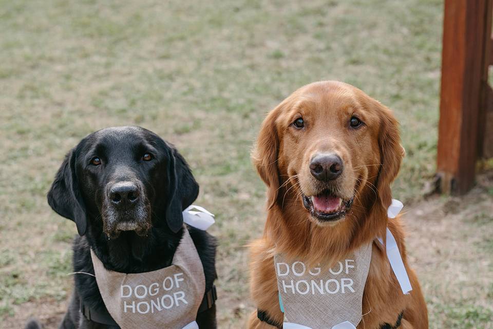 Pups of Honor
