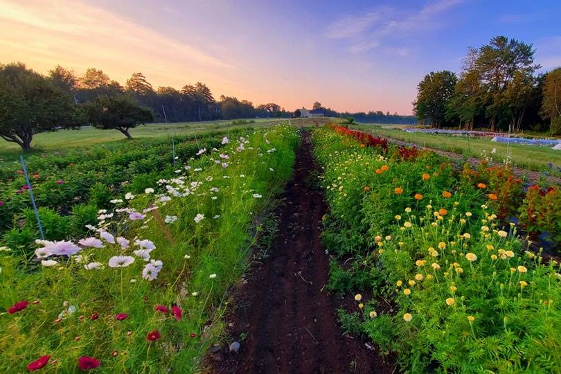 Little River Flower Farm