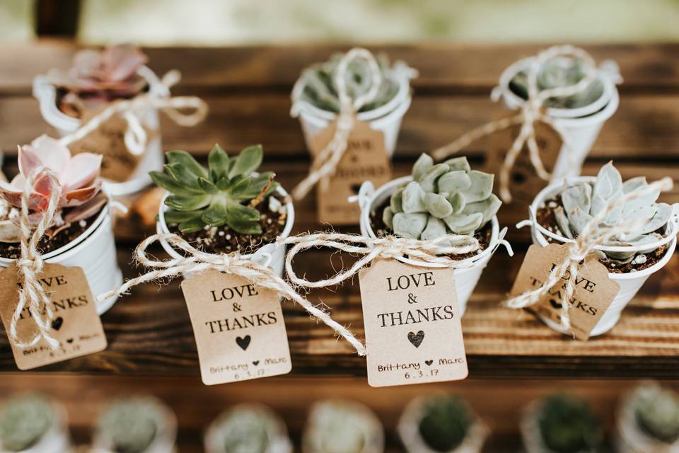 Wedding favor succulents