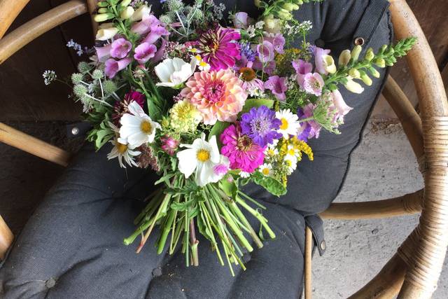 aster b. Flowers & Flower Farm