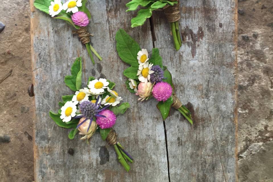 aster b. Flowers & Flower Farm