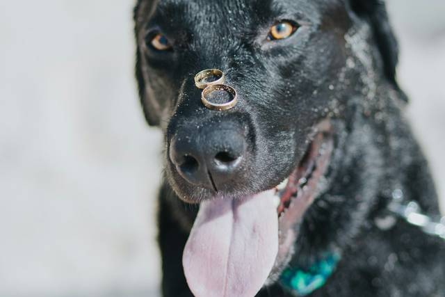 Your Pet Assistant