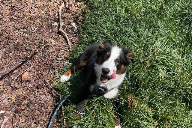 Pet Sitting Puppy