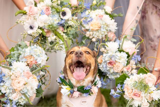 Dog in Wedding
