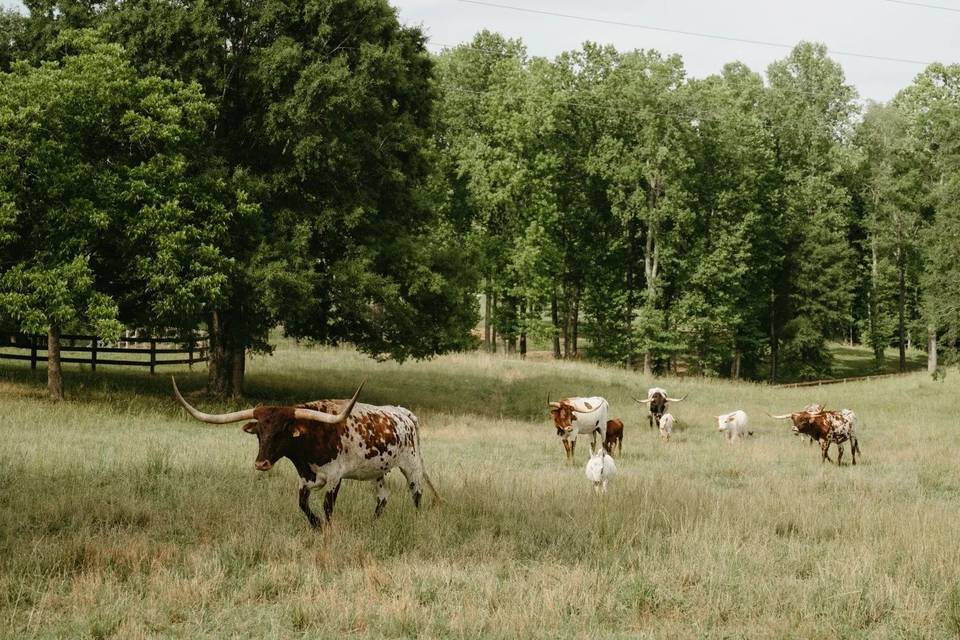 Our longhorn cattle grazing in the pasture beside the ceremony lawn