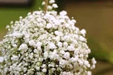 Pockets of Posy