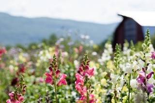 Garden of flowers