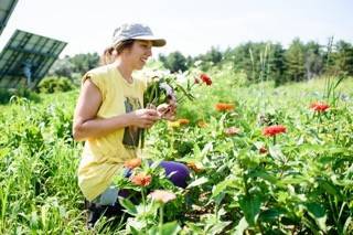 Garden of flowers