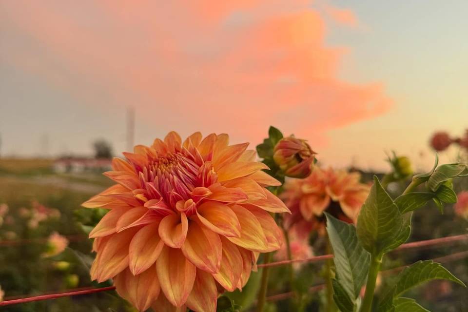 East of Shade Farm and Flowers LLC