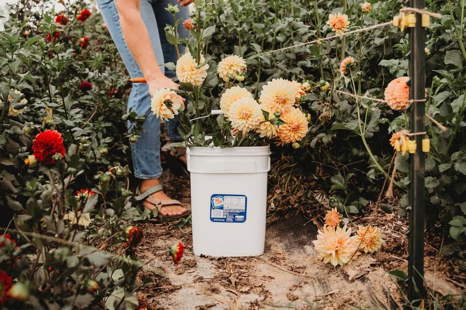 East of Shade Farm and Flowers LLC