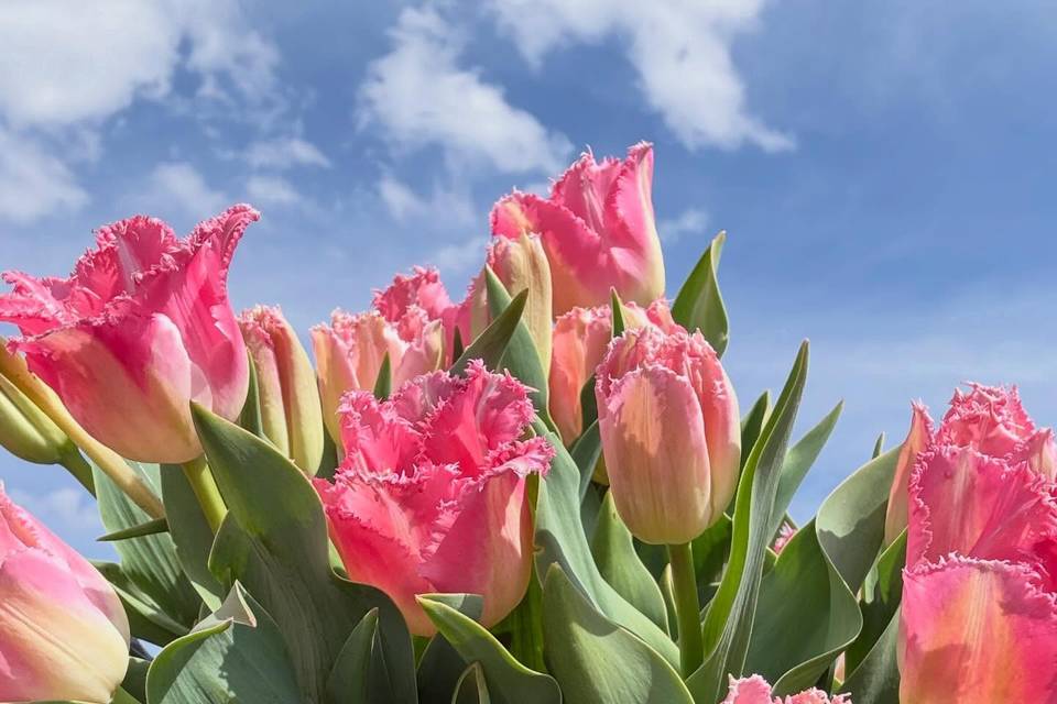 East of Shade Farm and Flowers LLC