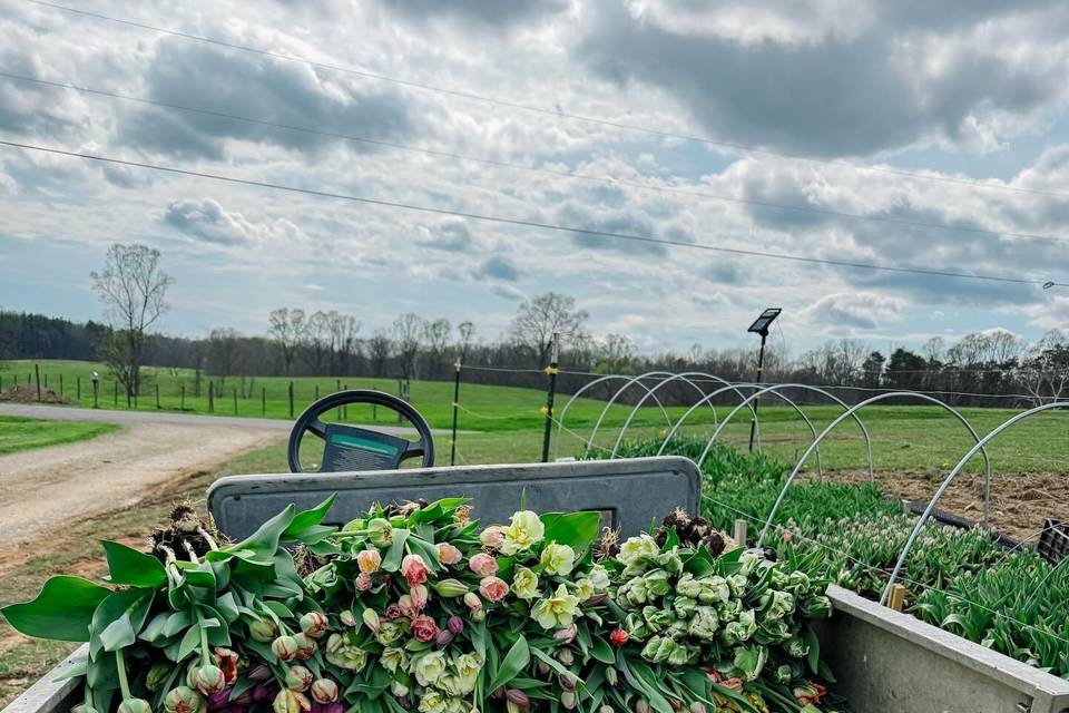 East of Shade Farm and Flowers LLC