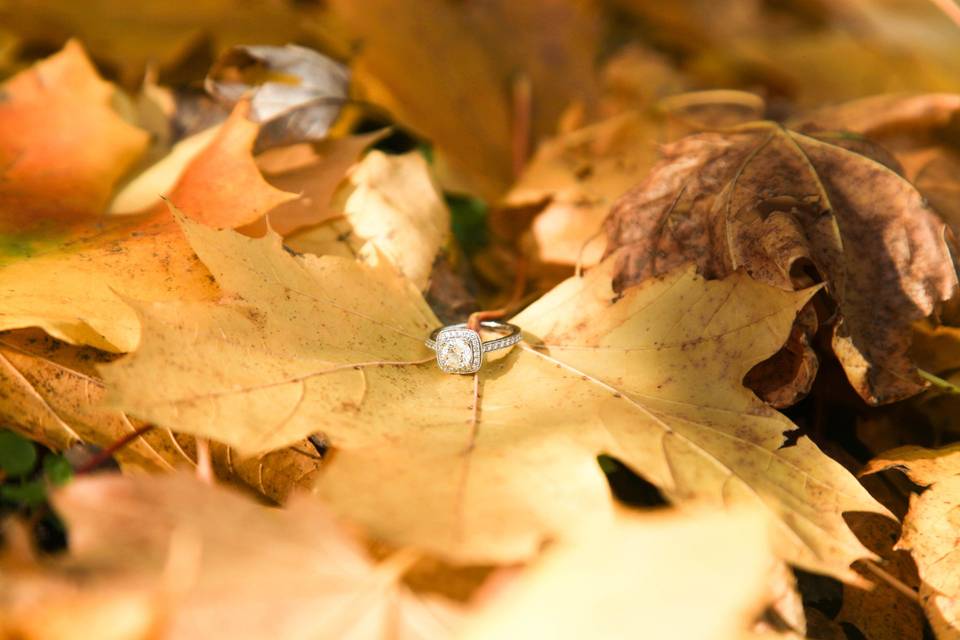 Glitzy Bee Photography by Amanda Delich