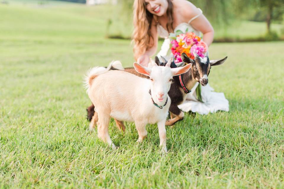 The bride with the goats