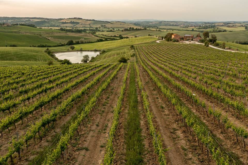 Wine Resort Colsereno