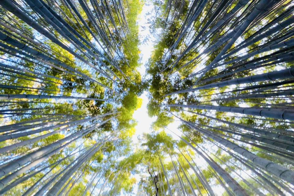 Arishimaya Bambo forest(Kyoto)