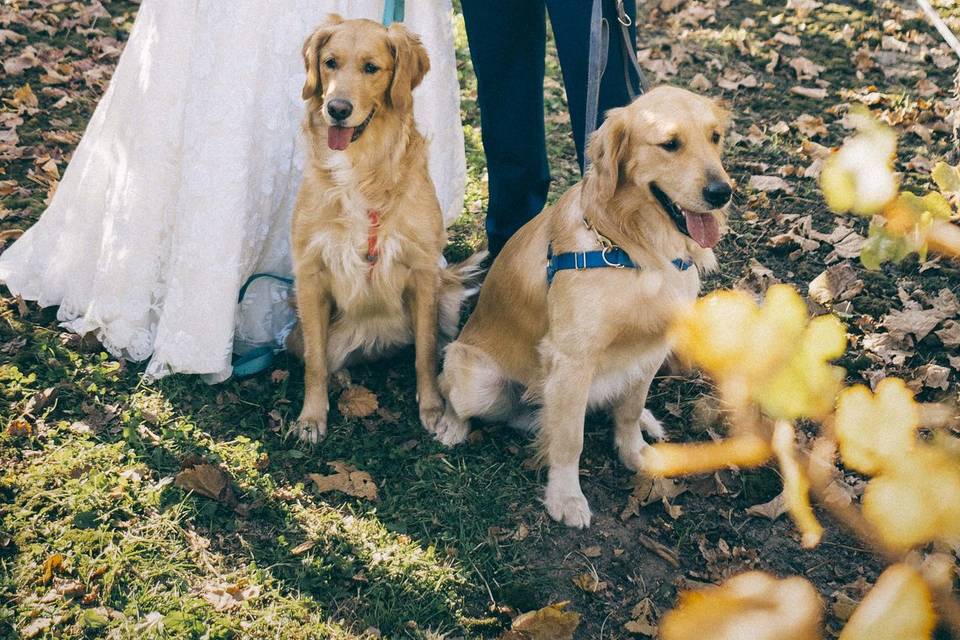 Bride and Groom with Dogs