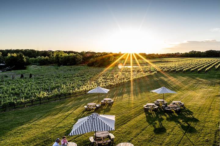 View of the Vineyard Sunset
