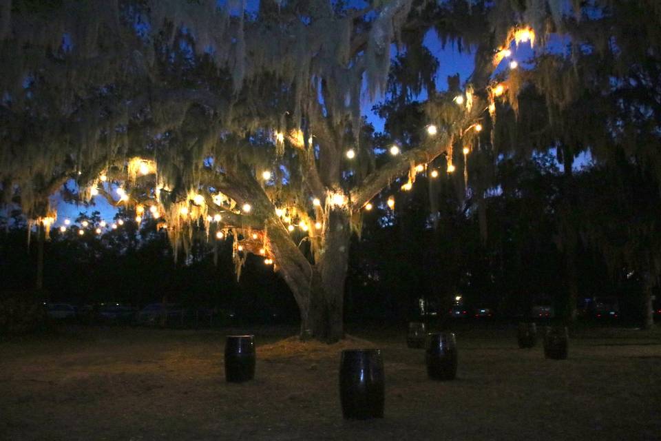 Gorgeous trees lit up