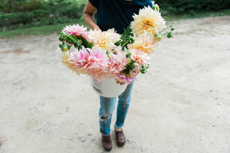 Cut flowers