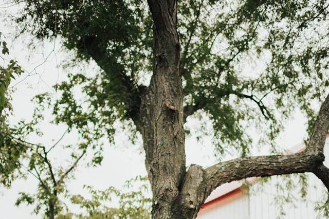 Tobacco Barn Farm