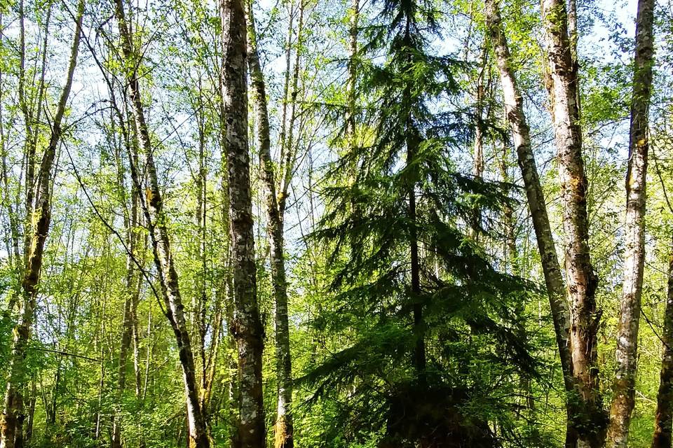 Trails throughout the forest