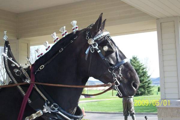 Cinderella Carriage LLC