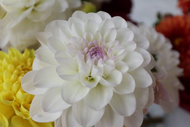 Dahlias in our flower stand