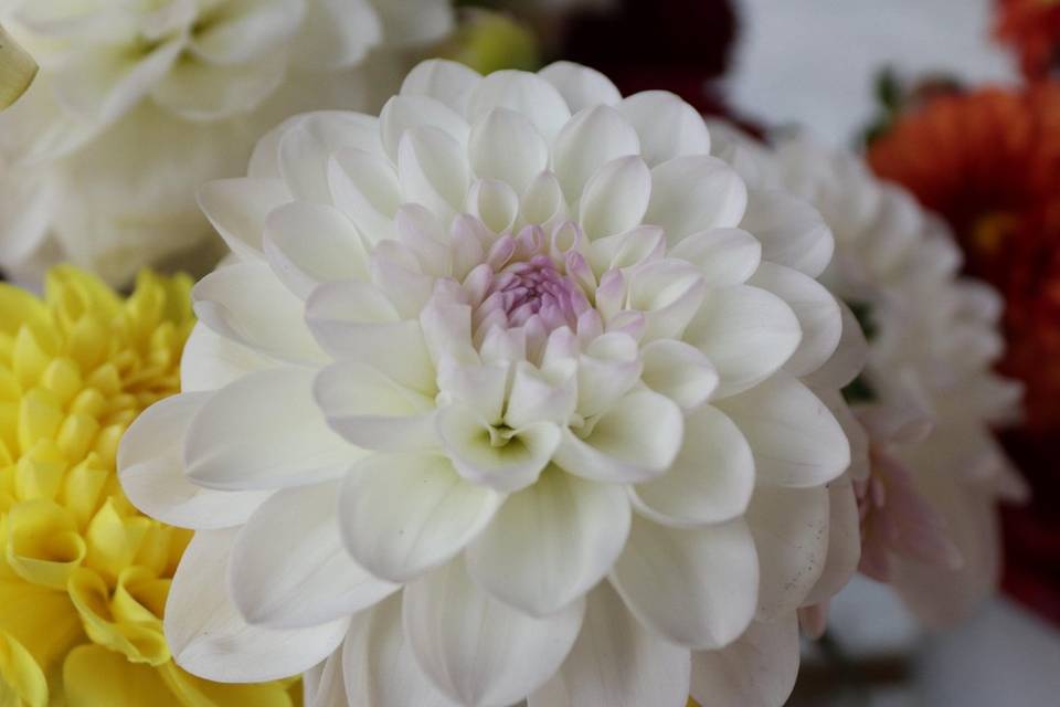 Dahlias in our flower stand
