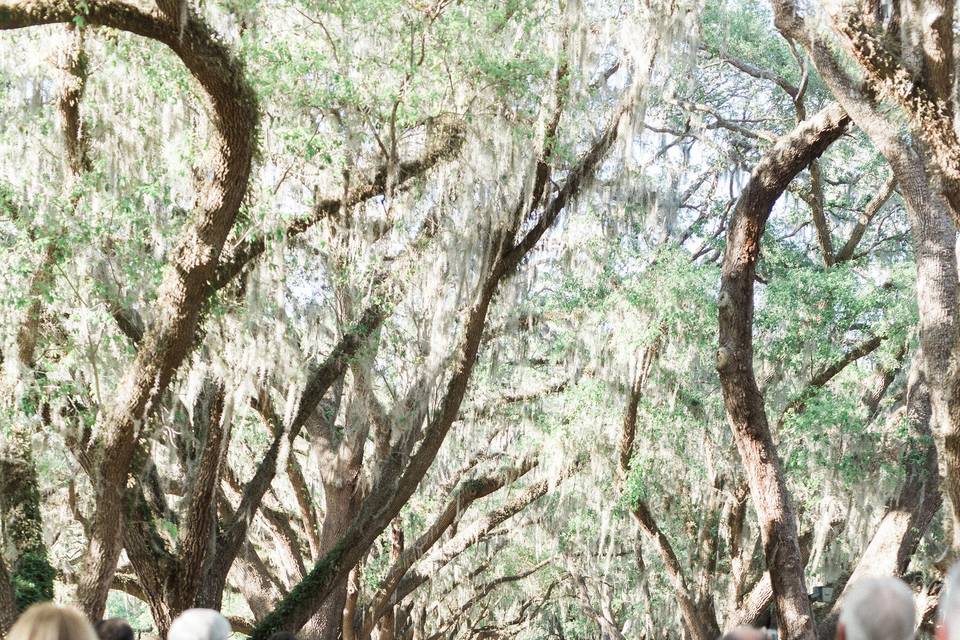 Ceremony under trees