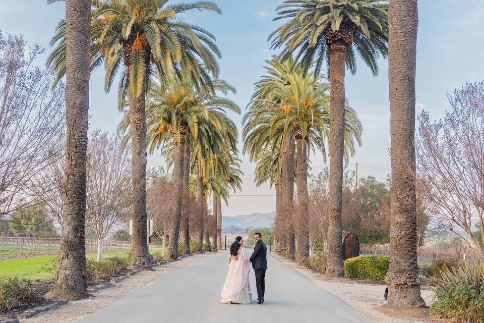 Palm Driveway