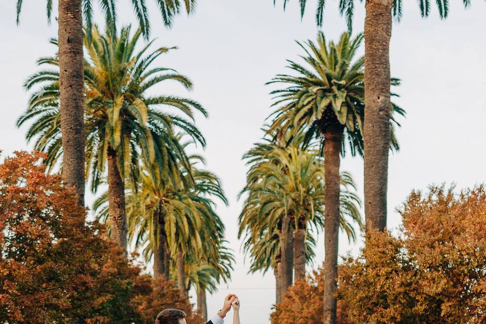 Palm Driveway