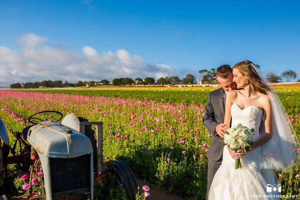 The Flower Fields