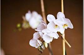 Floral decorations